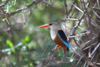 Samburu National Reserve